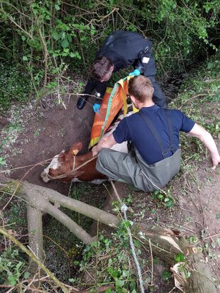 Brandweer biedt hulp aan mensen en dieren in nood